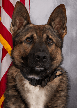 Allegan County Sheriff’s Office K9s receive body armor