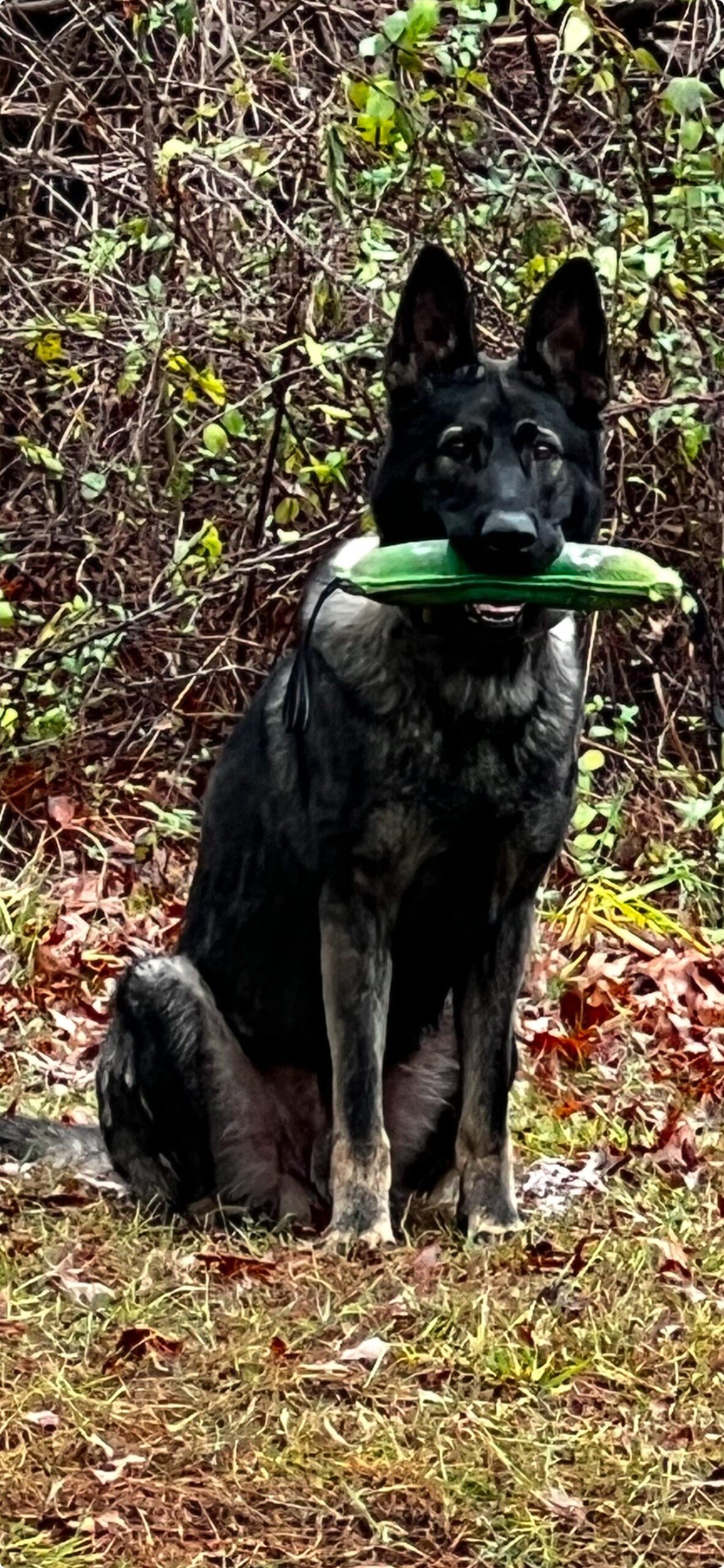 ILLINOIS STATE POLICE K9 DuQ TO GET DONATION OF BODY ARMOR